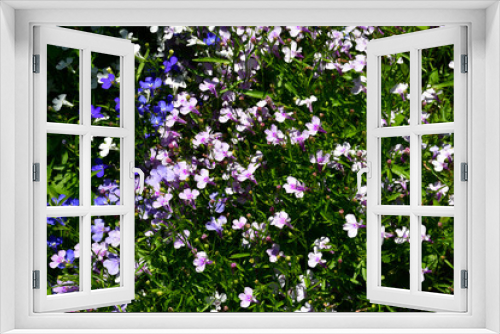 Fototapeta Naklejka Na Ścianę Okno 3D - Floral background of multicolored flowering lobelia (Latin Lobelia) in the garden on a sunny summer day. Uneven lighting. Small flowers among the greenery