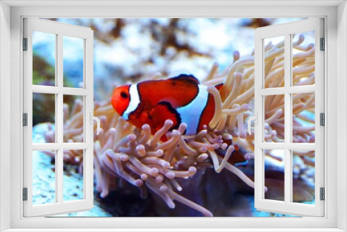 Fototapeta Naklejka Na Ścianę Okno 3D - 水族館で人気者のカクレクマノミ