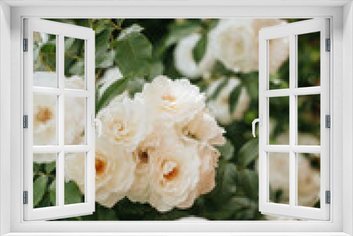 Fototapeta Naklejka Na Ścianę Okno 3D - White roses beautiful light background.
