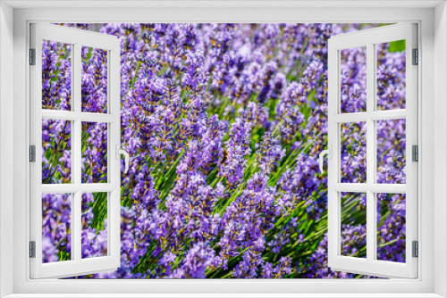 Fototapeta Naklejka Na Ścianę Okno 3D - Many honeybee in lavender field. Summer landscape with blue lavender flowers.