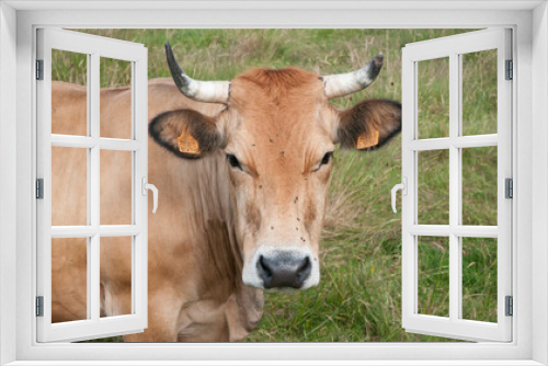 Fototapeta Naklejka Na Ścianę Okno 3D - Cara de vaca marrón con moscas