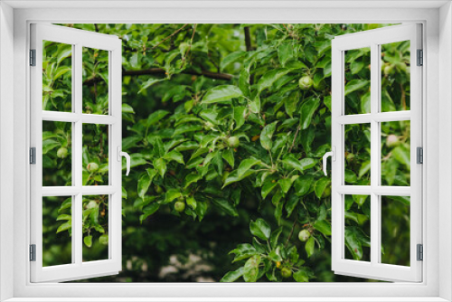 Fototapeta Naklejka Na Ścianę Okno 3D - Green unripe small apples hang on a tree branch in the garden. Photography of nature, food.