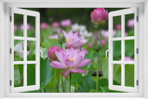 Fototapeta Naklejka Na Ścianę Okno 3D - 星名池の美しい蓮の花