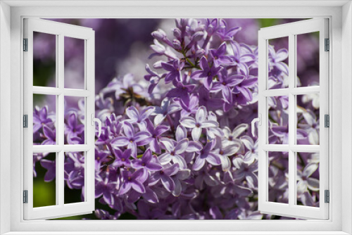 Fototapeta Naklejka Na Ścianę Okno 3D - Close-Up of big purple, pink, blue, white lilac branch blooms on blurred background. Summer time bouquet of tender tiny flowers. Soft selective focus