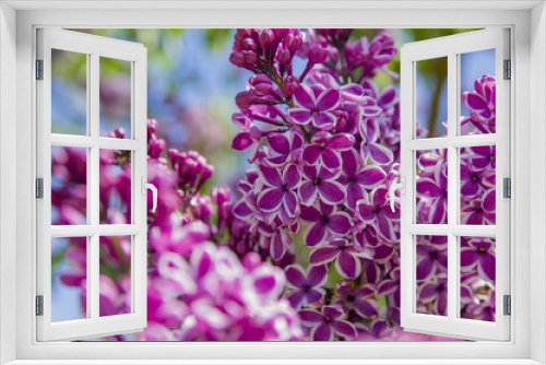 Fototapeta Naklejka Na Ścianę Okno 3D - Close-Up of big purple, pink, blue, white lilac branch blooms on blurred background. Summer time bouquet of tender tiny flowers. Soft selective focus