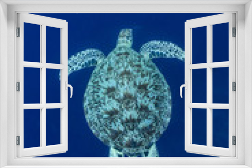 Fototapeta Naklejka Na Ścianę Okno 3D - sea turtles