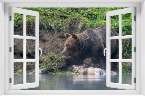 Fototapeta Naklejka Na Ścianę Okno 3D - A Brown Bear (Ursus arctos) eating a hunted Red Deer (Cervus elaphus). Bieszczady, Carpathians, Poland.