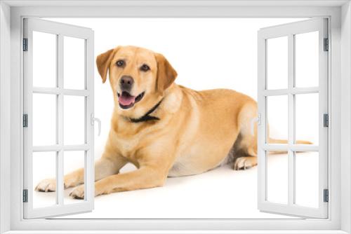Fototapeta Naklejka Na Ścianę Okno 3D - Golden Labrador