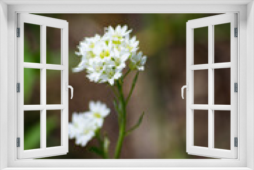 Fototapeta Naklejka Na Ścianę Okno 3D - Wild Flower