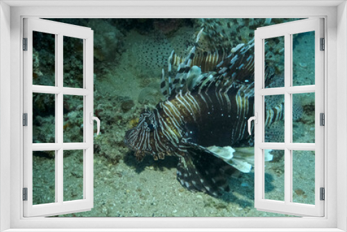 Fototapeta Naklejka Na Ścianę Okno 3D - Common Lionfish or Red Lionfish (Pterois volitans) swim near coral reef. Red sea, Egypt