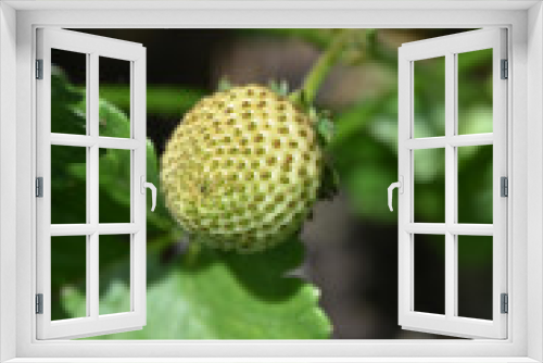 Fototapeta Naklejka Na Ścianę Okno 3D - Fresh Green Strawberry Growing in a Garden