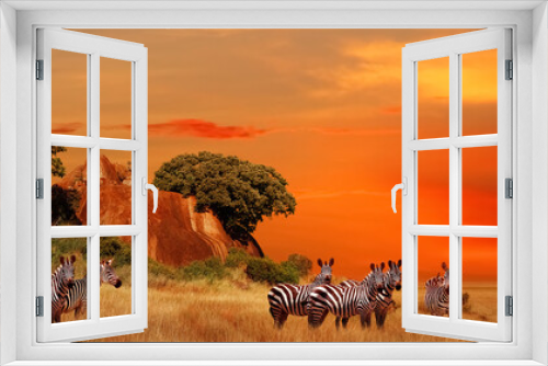 Fototapeta Naklejka Na Ścianę Okno 3D - Zebras in the African savanna at sunset. Serengeti National Park. Tanzania. Africa. Banner format.