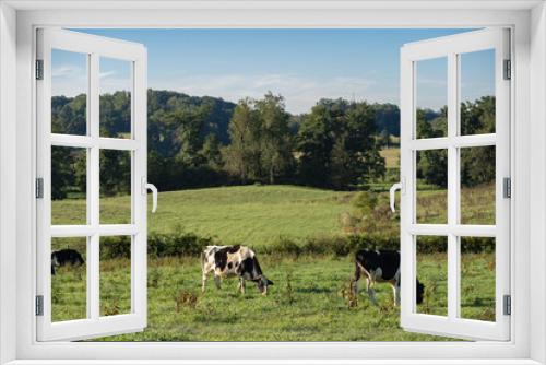 Fototapeta Naklejka Na Ścianę Okno 3D - Holstein Cows grazing in a pasture with rolling summer countryside in the background | Amish country, Ohio