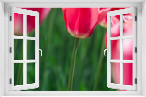 Fototapeta Naklejka Na Ścianę Okno 3D - Beautiful tulips