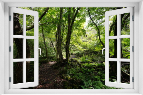 Fototapeta Naklejka Na Ścianę Okno 3D - refreshing dense forest in the sunlight