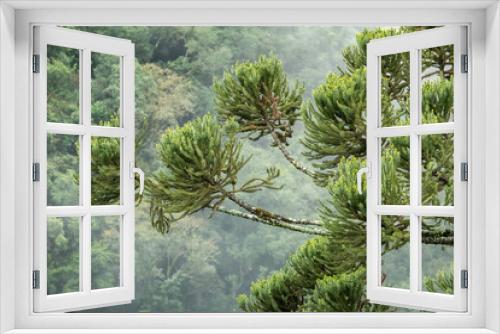 Fototapeta Naklejka Na Ścianę Okno 3D - Brazilian Parana Pine Tree Forest