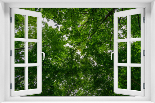 Fototapeta Naklejka Na Ścianę Okno 3D - looking up to the sky through tree canopy of beech forest