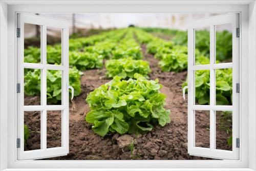 Fototapeta Naklejka Na Ścianę Okno 3D - Gesunder Salat im Gewächshaus