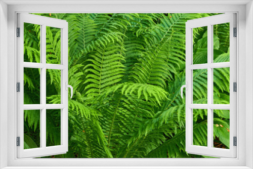 Fototapeta Naklejka Na Ścianę Okno 3D - Closeup of bright green leaves growing on an Ostrich fern in summer. Details and patterns of lots of vibrant tropical plants growing in a group outdoors. Big textured leaf to decorate or shade spaces