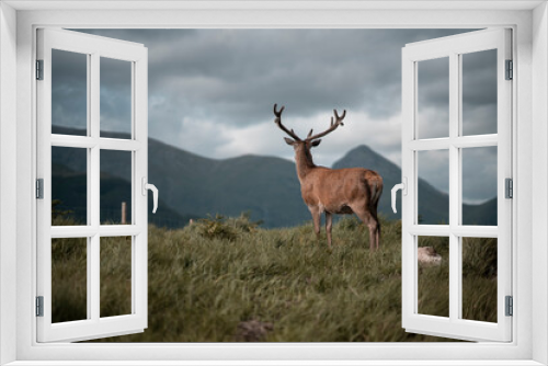 Fototapeta Naklejka Na Ścianę Okno 3D - Majestic deer on a cloudy day in Scotland