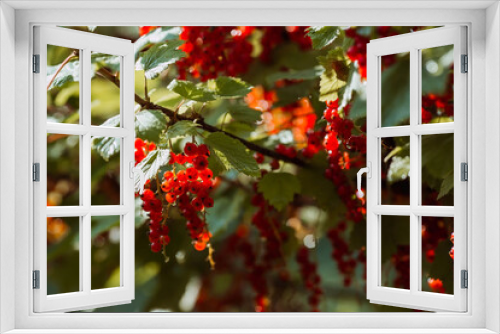 Fototapeta Naklejka Na Ścianę Okno 3D - Red currant on a bush branch in the garden at dawn. The glow from the sun. Garden useful summer berry. The concept of healthy eating.  Vitamins and diet.