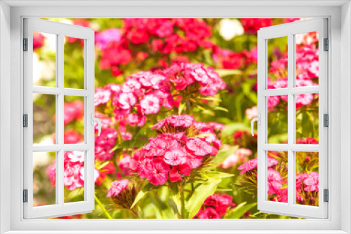 Fototapeta Naklejka Na Ścianę Okno 3D - red carnations in the garden