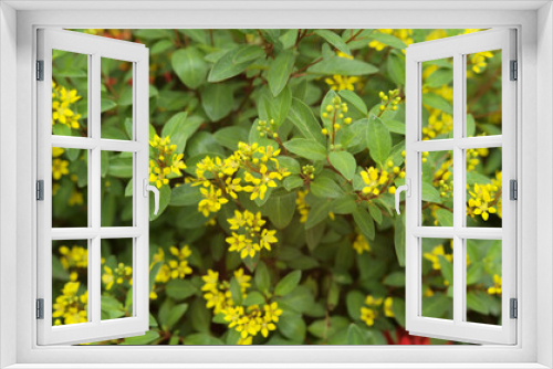 Fototapeta Naklejka Na Ścianę Okno 3D - yellow flowers in spring