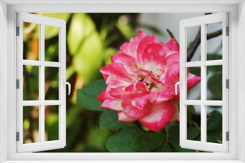 Fototapeta Naklejka Na Ścianę Okno 3D - red rose flower