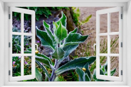Fototapeta Naklejka Na Ścianę Okno 3D - Glanzandryala, grüne flauschige Blätter 
