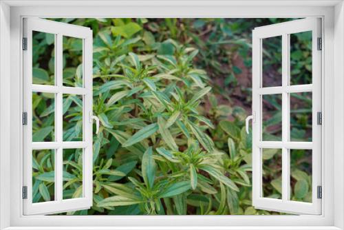 Fototapeta Naklejka Na Ścianę Okno 3D - close-up thyme plant, green thyme herb, which is a medicinal herb,