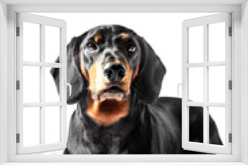 Fototapeta Naklejka Na Ścianę Okno 3D - Dachshund dog isolated on white background