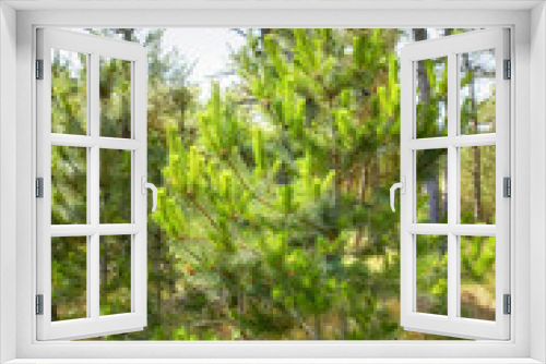 Fototapeta Naklejka Na Ścianę Okno 3D - Green forest with lush bushes and pine trees. Beauty in nature with calming leafy patterns in the woods or jungle. Outdoor soothing ambience, quiet, peaceful zen and undisturbed nature in harmony