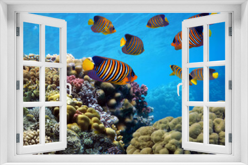 Fototapeta Naklejka Na Ścianę Okno 3D - Regal angelfish with hard coral