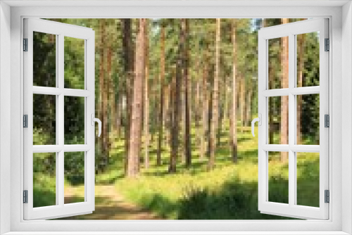 Fototapeta Naklejka Na Ścianę Okno 3D - Droga w lesie
