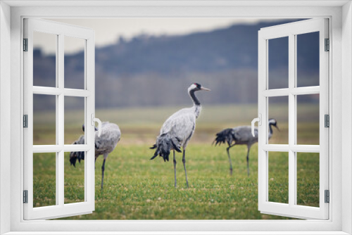 Fototapeta Naklejka Na Ścianę Okno 3D - Cranes in Gallocanta lagoon