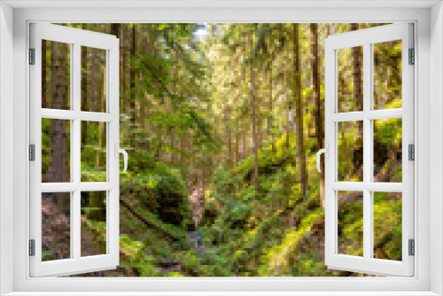 Fototapeta Naklejka Na Ścianę Okno 3D - Cover page with magical fairytale forest with fern, moss and rocks at the hiking trail called Malerweg in the national park Saxon Switzerland near Dresden and Czechish border, Saxony, Germany.