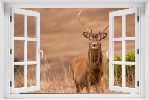 Fototapeta Naklejka Na Ścianę Okno 3D - Reindeer