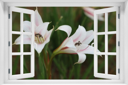 Fototapeta Naklejka Na Ścianę Okno 3D - pink lily flower