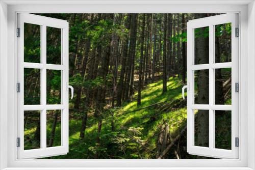 Fototapeta Naklejka Na Ścianę Okno 3D - Valley, forest, sky in Slovak Paradise