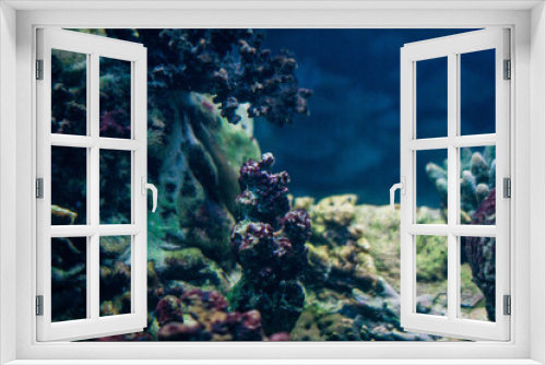 Fototapeta Naklejka Na Ścianę Okno 3D - 
Sea corals in the aquarium