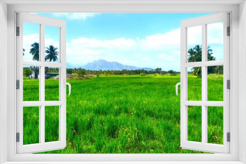 Fototapeta Naklejka Na Ścianę Okno 3D - Green rice field and sky