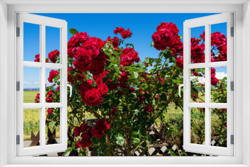 Fototapeta Naklejka Na Ścianę Okno 3D - Flowers in a Garden in Lower Bavaria Roses geraniums