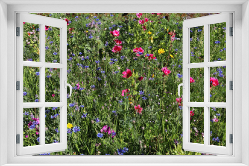 Fototapeta Naklejka Na Ścianę Okno 3D - Blumenwiese, Blüten, Blumen, Sommer, Bienenblüten, bunte Wiese, 