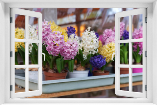 Fototapeta Naklejka Na Ścianę Okno 3D - Multi-colored hyacinths in flowerpots. Flower shop