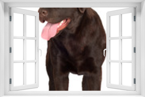 Fototapeta Naklejka Na Ścianę Okno 3D - standing labrador retriever dog
