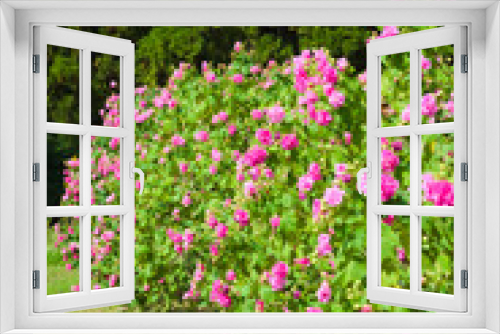 Fototapeta Naklejka Na Ścianę Okno 3D - 芙蓉の花の植え込み	