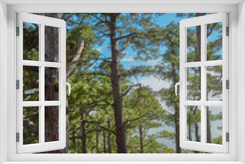 Fototapeta Naklejka Na Ścianę Okno 3D - Pine forest trees in the mountains of La Palma, Canary Islands in Spain. Remote secluded mountain filled with big trees for hiking and nature walks on holiday. Tourist travel destination in the woods