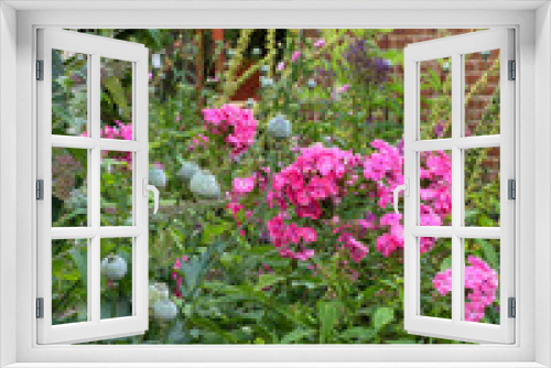 Fototapeta Naklejka Na Ścianę Okno 3D - A garden filled with pink phlox flowers growing in a backyard garden. Lush plants bloom in a botanical garden with green foliage. Delicate spring blossoms growing on an organic flower bed in spring