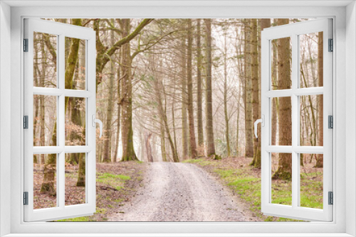 Fototapeta Naklejka Na Ścianę Okno 3D - Quiet lonely forest on a fresh misty morning, tall trees growing along a dirt road on a cold day. Quiet, peaceful nature in harmony with zen and soothing ambience. Tranquil, quiet wood landscape