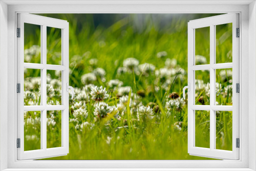 Fototapeta Naklejka Na Ścianę Okno 3D - Small white flowers close-up on the lawn in the city park. Soft focus